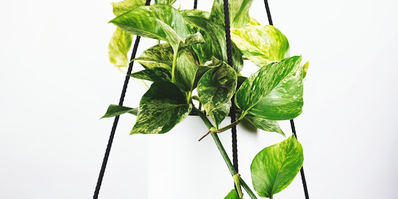 英超联赛曼城对阵利物浦的足球比赛直播画面